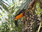 Tucano-de-bico-preto, ou tucano-de-peito-amarelo, ou tucano-pacova, em uma das palmeiras do campus Gávea. Fotógrafo Antônio Albuquerque. Acervo Núcleo de Memória.